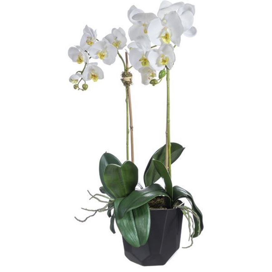 ORCHID pot h70cm white/black