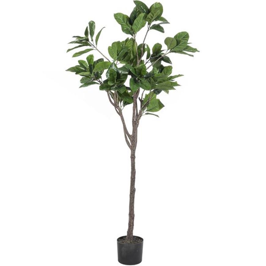 Picture of RUBBER tree h180cm green
