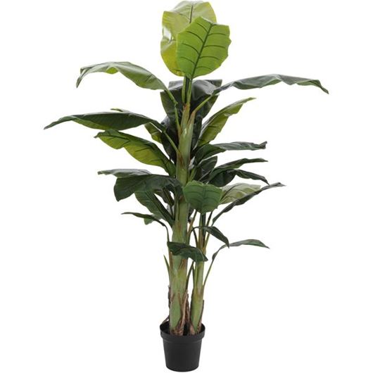 Picture of BANANA plant h180cm green
