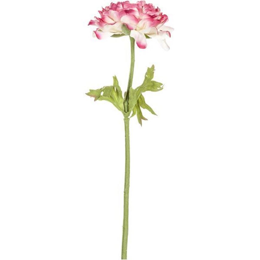 RANUNCULUS stem h36cm pink/white