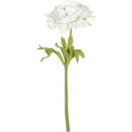 RANUNCULUS stem h36cm white