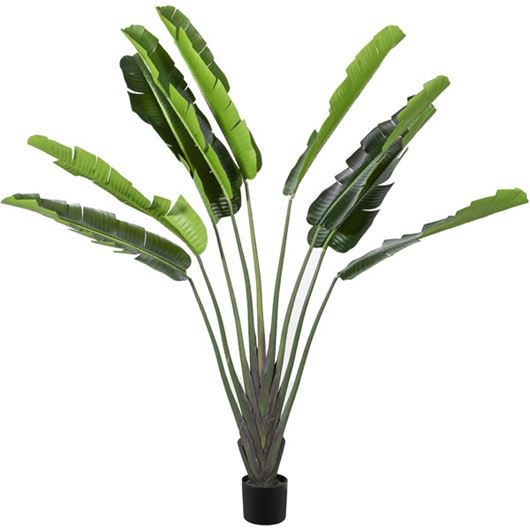 Picture of BANANA tree h150cm green