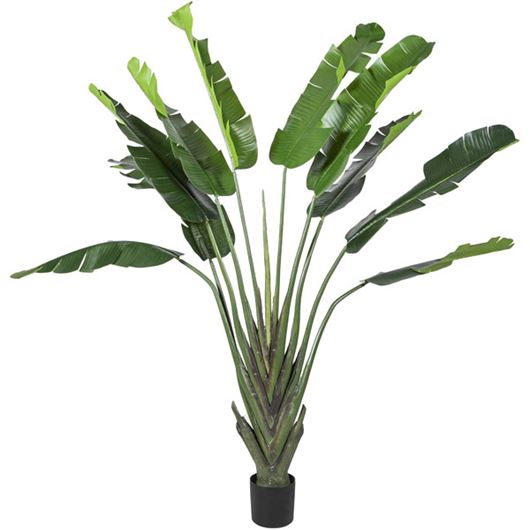 Picture of BANANA tree h210cm green