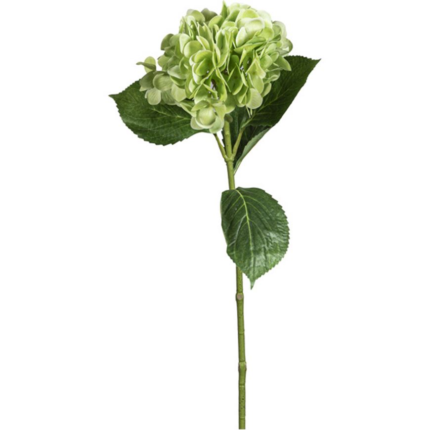 Picture of HYDRANGEA stem h68cm green