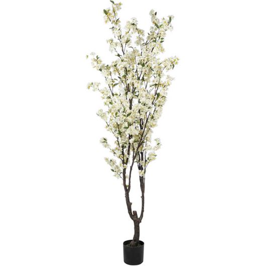Picture of CHERRY blossom tree h195cm white